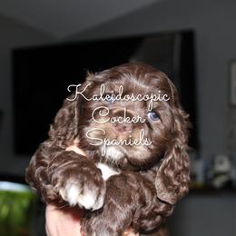 Cocker Spaniel Puppies from Kaleidoscopic Creations