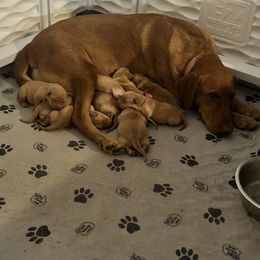 Basset Hound, Boykin Spaniel, English Cocker Spaniel, and Labrador Retriever Puppies from PARK’s Family Farm