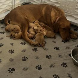 Basset Hound, Boykin Spaniel, English Cocker Spaniel, and Labrador Retriever Puppies from PARK’s Family Farm