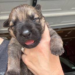 Caramello - Sable female German Shepherd puppy in Barnhart, Missouri from Combat Creek German Shepherds