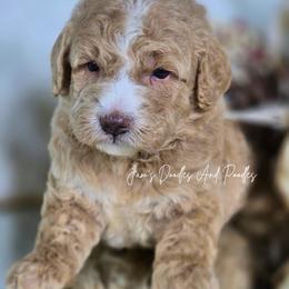 Summit - Yellow and white male Bernedoodle puppy in Cleveland, Georgia from Jam's Doodles And Poodles