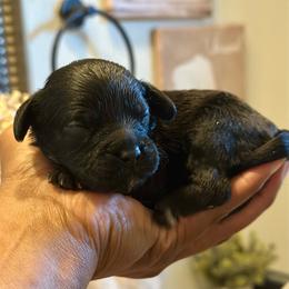 Yellow collar male - Black male Cavapoo puppy in Palm Beach County, Florida from Benji’s Cockapoos