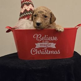 Labradoodles from PH&K