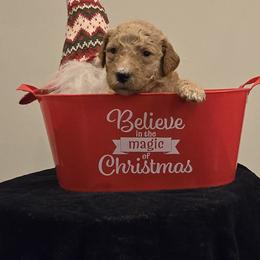 Labradoodles from PH&K