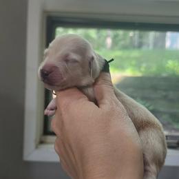 Boy 3 - male Dachshund puppy in Madison, Wisconsin from CC's Dachshunds