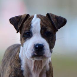 Cherry - Brown brindle female American Staffordshire Terrier puppy in St. Augustine, Florida from LBK & Ancient City
