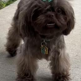Shih Tzu Puppies from Mosley Kennel Shih Tzu