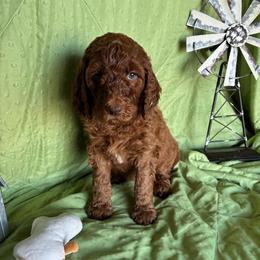 6. MARIGOLD - YELLOW COLLAR GIRL - Red  female Goldendoodle puppy in Charlo, Montana from Heavenly Hilltop Farm