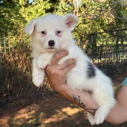 Bluie Mismark AKC - Blue male Pembroke Welsh Corgi puppy in Nashville, Arkansas from Whisenhunt Farms