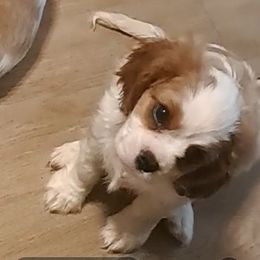 Dandy - Blenheim male Cavalier King Charles Spaniel puppy in Longview, Texas from Casanova Cavalier King Charles Spaniels