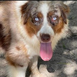 Lolly - Australian Shepherd