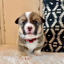 Rocket - Sable male Pembroke Welsh Corgi puppy in Norman, Oklahoma from Charm Farm Corgis