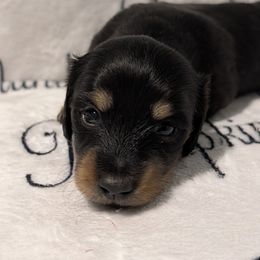 Female 3 S lighter tan - Black and tan female Dachshund puppy in Columbus, Ohio from Bumpkins Dachshunds