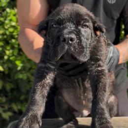 Boy 2 - Chestnut brindle male Cane Corso puppy in California from Donato Kennels