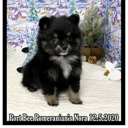Pomeranian Puppies from Port Bee Pomeranian’s