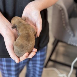 Chocolate based cream Dapple - Dapple female Dachshund puppy in Little Elm, Texas from HotDachs