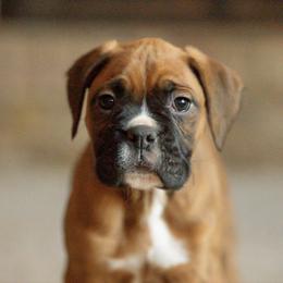 Jackson - Fawn male Boxer puppy in Georgia from Stephanie’s Boxers