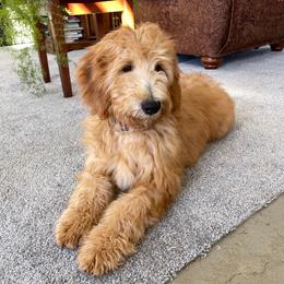 Sprite - Apricot male Goldendoodle puppy in Sugarcreek, Ohio from True Hearted Doodles