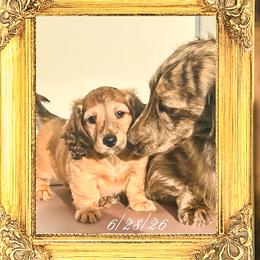 Blossom - Brindle female Dachshund puppy in Splendora, Texas from Ram’s Kennels