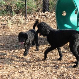 Poodle Puppies from Simply Standard Poodles