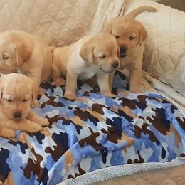 Labrador Retriever Puppies from Almost Like Home Services and Breeding