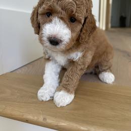 Goldendoodle Puppies from Paddington Doodles