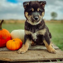 Shiba Inu Puppies from Rustic Country Shibas
