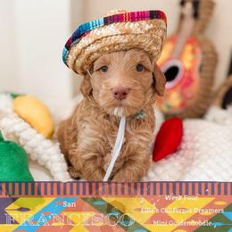 Cisco - Apricot male Goldendoodle puppy in California City, California from Summer Sun Doodles