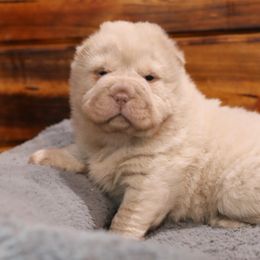 Puppy 1 - Cream female Chinese Shar-Pei puppy in Sherman, Texas from SNK Shar-Pei