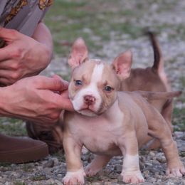 Lancelot - Red sable male American Bully puppy in Orlinda, Tennessee from SimplyBullies
