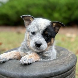 AKC Girl 4 - Blue speckled female Australian Cattle Dog puppy in Mc Comb, Mississippi from McCall's Mississippi AKC Blue Heelers Australian Cattle Dogs