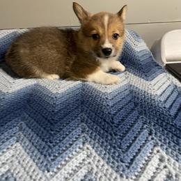 Little Enos - Sable male Pembroke Welsh Corgi puppy in Canton, Texas from Circle M Corgis