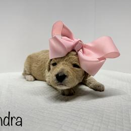 Sheepadoodle Puppies from Smokey Mountain Sheepadoodles