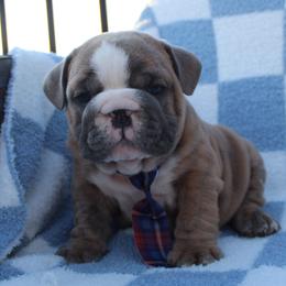 Boxer, Bulldog, and French Bulldog Puppies from Hillview Kennels