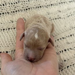 Goldendoodle Puppies from Sweet Doodles of Alabama