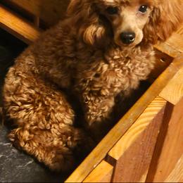 Max - Poodle