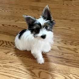 Bunny Foo Foo - Yorkshire Terrier