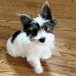 Bunny Foo Foo - Yorkshire Terrier