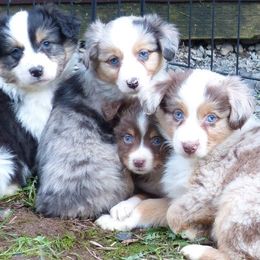 Miniature Australian Shepherds and Toy Australian Shepherds from Hughes Toys Mini Aussies