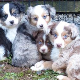 Miniature Australian Shepherds and Toy Australian Shepherds from Hughes Toys Mini Aussies