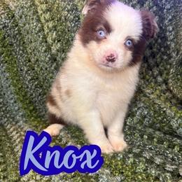Knox - Blue merle male Toy Australian Shepherd puppy in Union Grove, North Carolina from Grove Farm