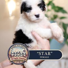 Star - Gray and white female Old English Sheepdog puppy in Cleveland, Tennessee from Narrow Path Old English & Sheepadoodles