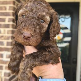 Tango - Chocolate male Goldendoodle puppy in Mc Kinney, Texas from Flair Doodles