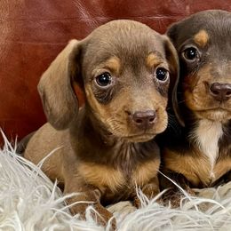 Dachshunds from High Country Kennels