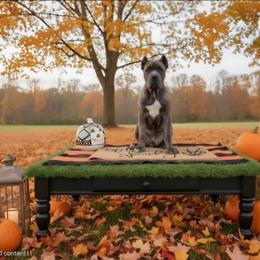 Light blue collar - Gray male Cane Corso puppy in Springfield, Oregon from PNW Cane Corsos