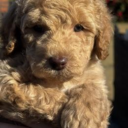 Thunder - Apricot male Goldendoodle puppy in Arcadia, Florida from KnuDawn Goldendoodles and Cavapoos