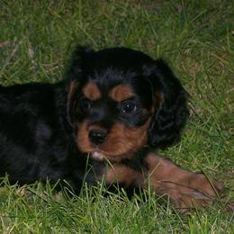 Cavalier King Charles Spaniel Puppies from Nine Mile Cavaliers