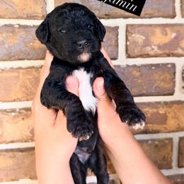 Benjamin - Phantom male Goldendoodle puppy in Macclenny, Florida from Baker County Goldendoodles