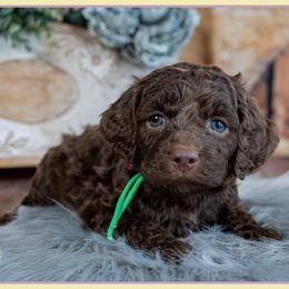 Jules - Brown female Cockapoo puppy in Connersville, Indiana from Deaz Doodle Ranch