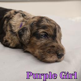 Purple Girl - Merle female Bernedoodle puppy in Enfield, Connecticut from Sweet Connecticut Doodles